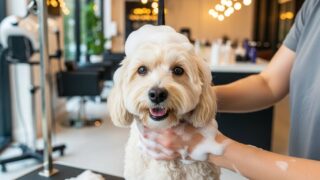 愛犬の毛並みが劇的変化！最新ドッグサロンの極上シャンプー体験レポ