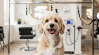 愛犬の毛並みが劇的変化！最新ドッグサロンの極上シャンプー体験記