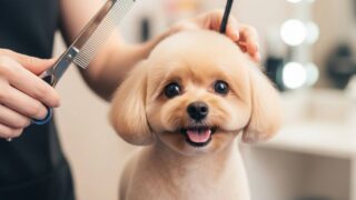 愛犬が劇的に可愛くなる最新トリミングのトレンド大公開