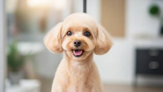 愛犬が劇的に可愛くなる！最新のトレンドトリミングスタイル5選