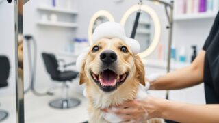 愛犬が劇的に喜ぶ！最新ドッグサロンの極上シャンプー体験記