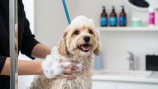 愛犬の毛並みが見違える！最新ドッグサロンのシャンプー事情